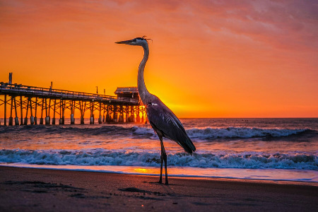 Great Blue Heron at The Cocoa Beach Pier