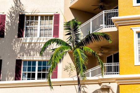 Apartment Building with Units for Rent, with Balconies and a Palm Tree in Front 